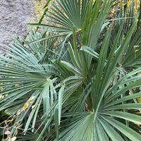 Palma (trachycarpus / chamaerops humilis)