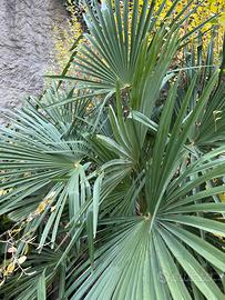 Palma (trachycarpus / chamaerops humilis)