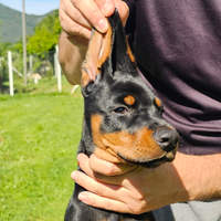 Dobermann Cuccioli