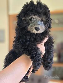 Barboncino toy con pedigree