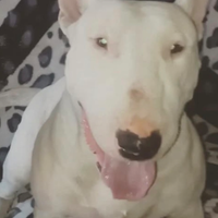 Bull terrier