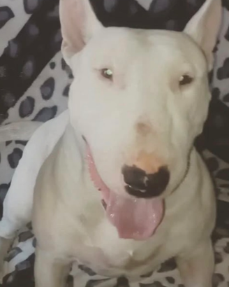 Bull terrier