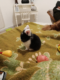 Do coniglietto testa di leone di due mesi e molto