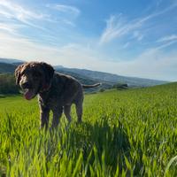 Lagotto per monta/accoppiamento