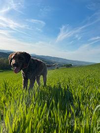 Lagotto per monta/accoppiamento