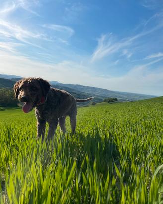 Lagotto per monta/accoppiamento