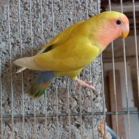 Inseparabili