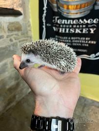 Cucciolo di riccio africano