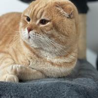 Scottish fold maschio per la monta