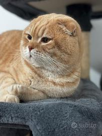 Scottish fold maschio per la monta