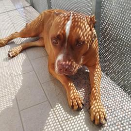 Femmina di pitbull di 5 anni