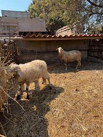 Coppia di pecore