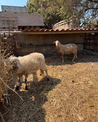 Coppia di pecore