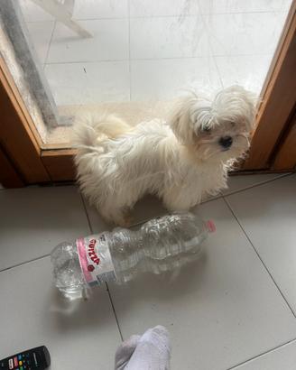 Maltese toy femmina