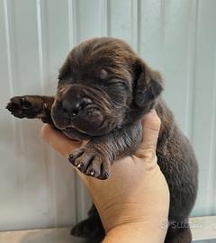 Cuccioli di cane corso