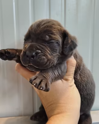 Cuccioli di cane corso