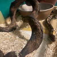 Vendita pitone reale