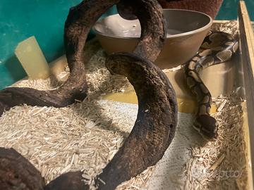 Vendita pitone reale