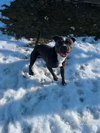 Staffordshire bull tarrier blue per fare cuccioli
