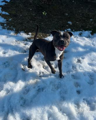 Staffordshire bull tarrier blue per fare cuccioli