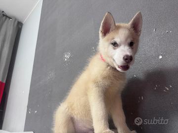 Siberian Husky