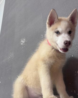 Siberian Husky