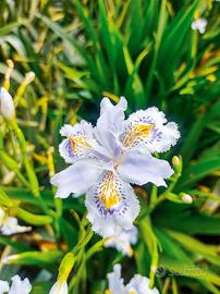 Iris japonica