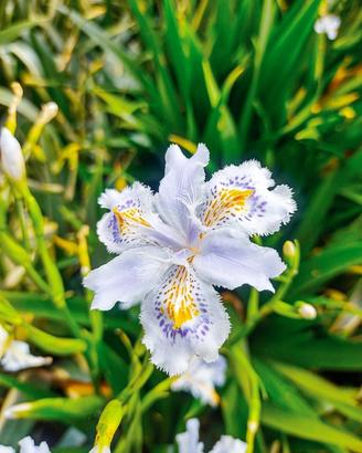 Iris japonica