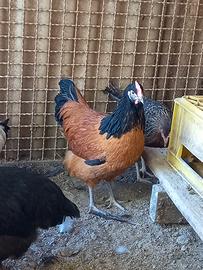 Galline razza vorwerk