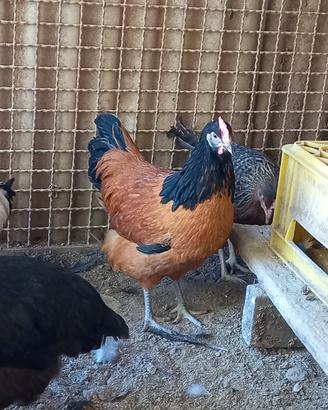 Galline razza vorwerk