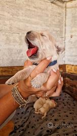 Golden retriever americano