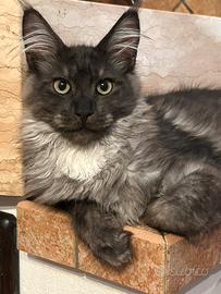 Maine Coon
