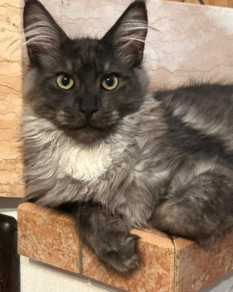 Maine Coon