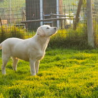 Labrador miele per accoppiamento