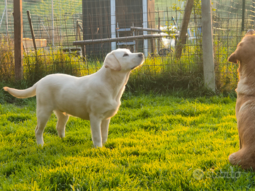 Labrador miele per accoppiamento