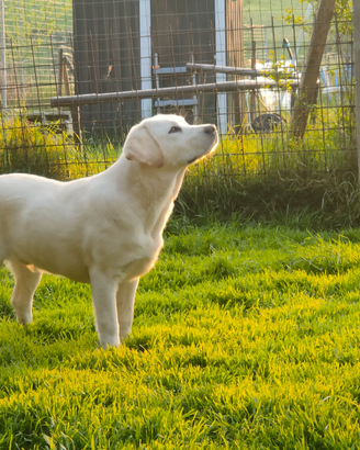 Labrador miele per accoppiamento