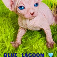 Cuccioli sphynx disponibili