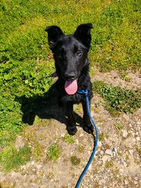 Cucciolo simil pastore belga di 4 mesi