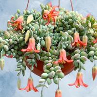 Cotyledon pendens pianta grassa