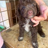 Lagotto romagnolo