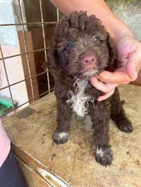 Lagotto romagnolo