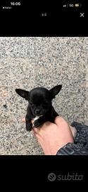 Chihuahua
