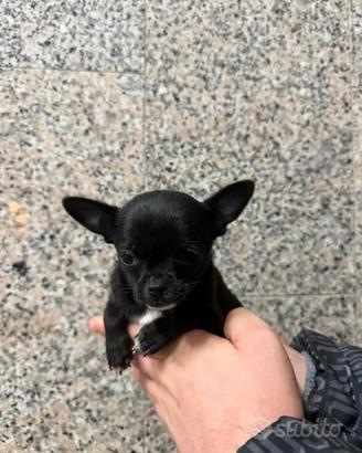 Chihuahua
