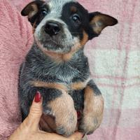 Australian cattle dog