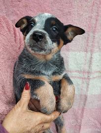 Australian cattle dog