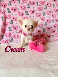 Chihuahua femmina a pelo lungo con pedigree