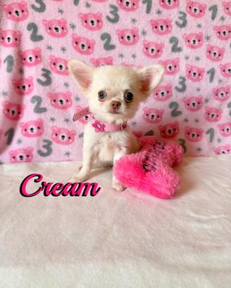 Chihuahua femmina a pelo lungo con pedigree