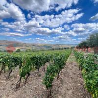 Terreno Agricolo Barile [Cod. rif 3269246VCG]