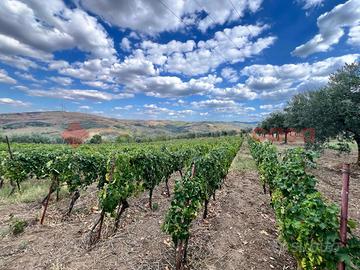 Terreno Agricolo Barile [Cod. rif 3269246VCG]