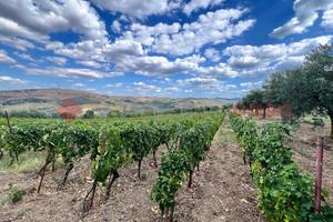 Terreno Agricolo Barile [Cod. rif 3269246VCG]